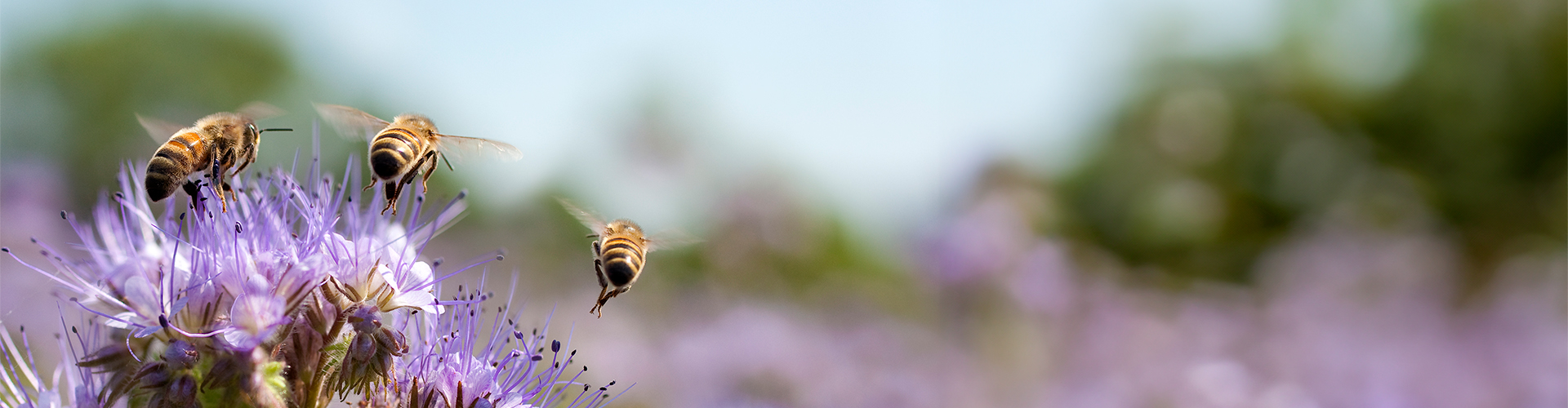 Fazit-Bienchen